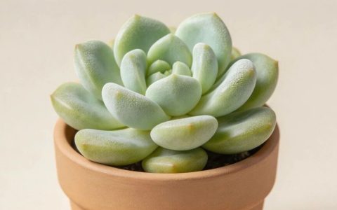 近期超火简约治愈头像，无水印直接保存